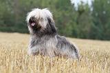 TERRIER DU TIBET 007